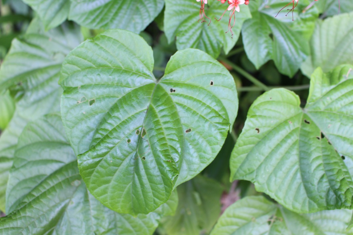 Clerodendrum paniculatum L.